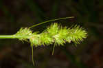 Hammock sedge